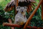 Guulabaa Conservation Wins Architectural Accolades - koala on tree