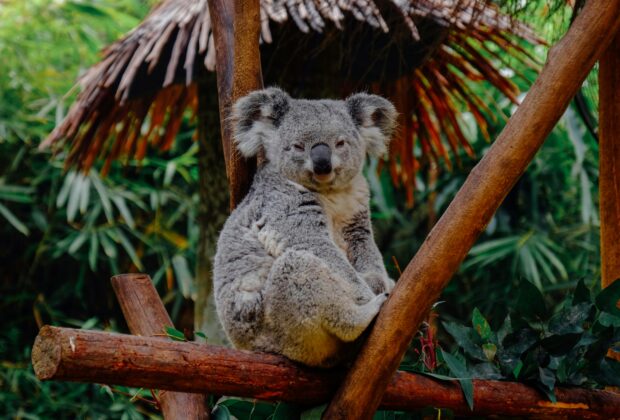 Guulabaa Conservation Wins Architectural Accolades - koala on tree