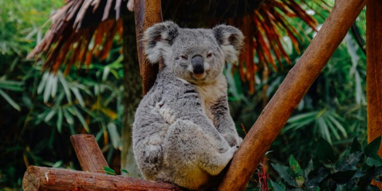 Guulabaa Conservation Wins Architectural Accolades - koala on tree