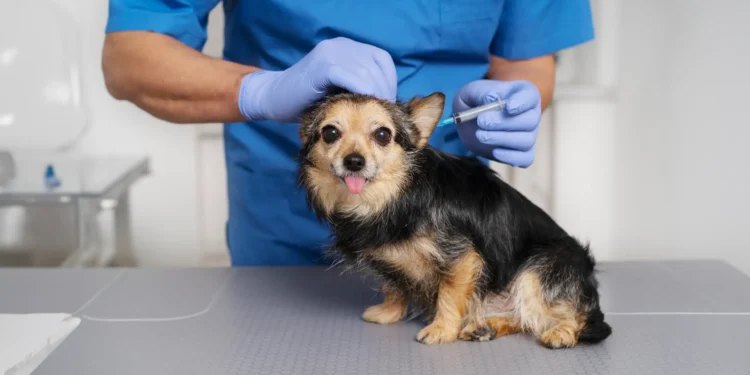 dog receiving an anti rabies vaccine